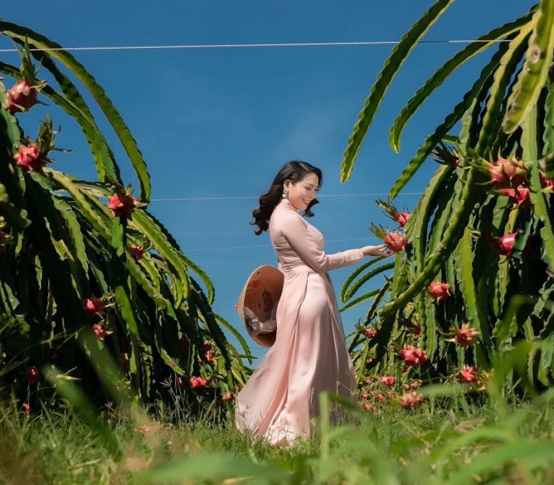 Vườn thanh long Bình Thuận